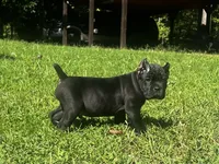Red, a male Cane Corso for sale in New London, NC – 5 of 10