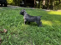 Lavender, a female Cane Corso for sale in New London, NC – 4 of 4