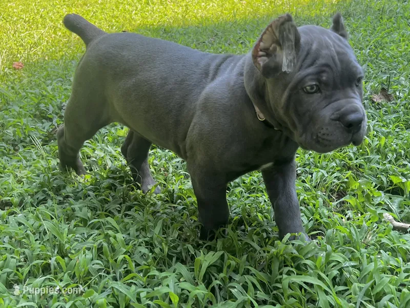 Lavender – Cane Corso puppy on hold in New London, NC