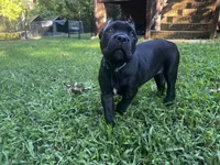 Teal, a female Cane Corso for sale in New London, NC – 9 of 9