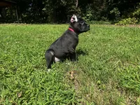 Dark pink, a female Cane Corso for sale in New London, NC – 3 of 10