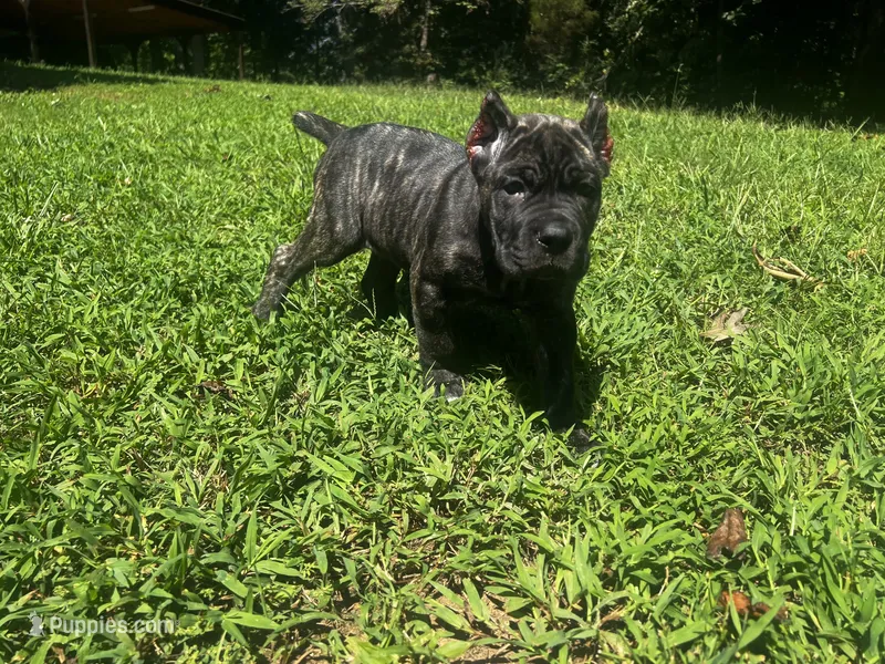 Purple – Cane Corso puppy for sale in New London, NC