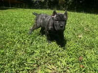 Purple, a female Cane Corso for sale in New London, NC – 1 of 8