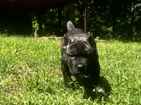 Purple, a female Cane Corso for sale in New London, NC – 2 of 8