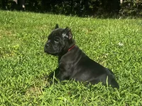 Red, a male Cane Corso for sale in New London, NC – 4 of 10