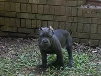 Light Pink, a female Cane Corso for sale in New London, NC – 8 of 9
