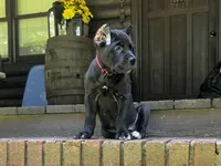 Dark pink, a female Cane Corso for sale in New London, NC – 5 of 10