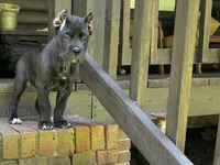 Dark pink, a female Cane Corso for sale in New London, NC – 4 of 10