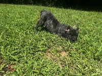 Purple, a female Cane Corso for sale in New London, NC – 7 of 8