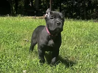 Dark pink, a female Cane Corso for sale in New London, NC – 7 of 10