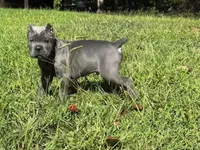 Yellow, a male Cane Corso for sale in New London, NC – 3 of 9