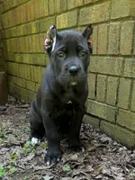 Dark pink, a female Cane Corso for sale in New London, NC – 9 of 10