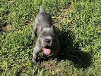 Yellow, a male Cane Corso for sale in New London, NC – 2 of 9