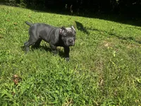 Light Pink, a female Cane Corso for sale in New London, NC – 7 of 9