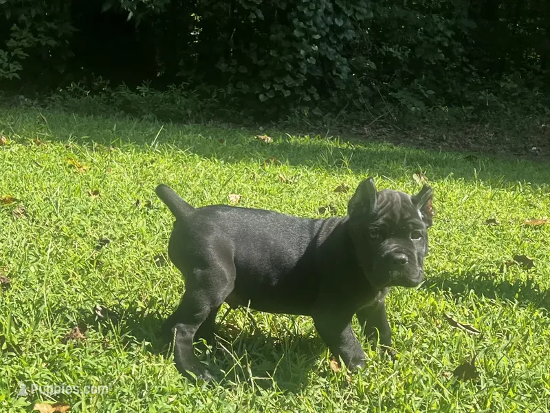 Red – Cane Corso puppy for sale in New London, NC