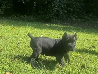 Red, a male Cane Corso for sale in New London, NC – 1 of 10