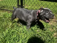 Light Pink, a female Cane Corso for sale in New London, NC – 6 of 9