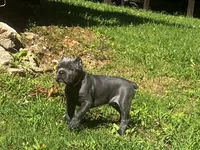 Yellow, a male Cane Corso for sale in New London, NC – 7 of 9