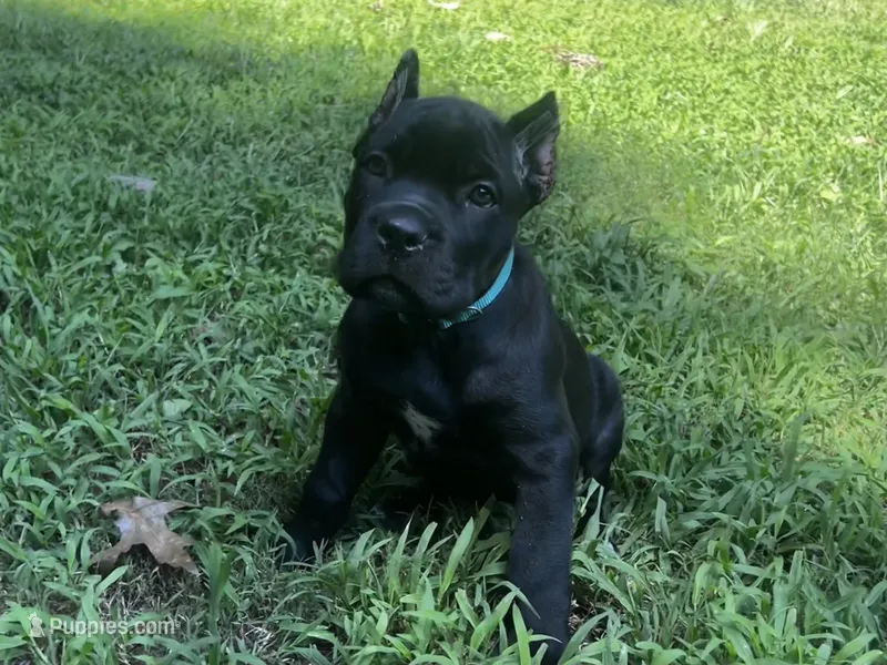 Teal – Cane Corso puppy for sale in New London, NC