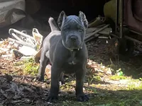 Aqua , a female Cane Corso for sale in New London, NC – 5 of 10