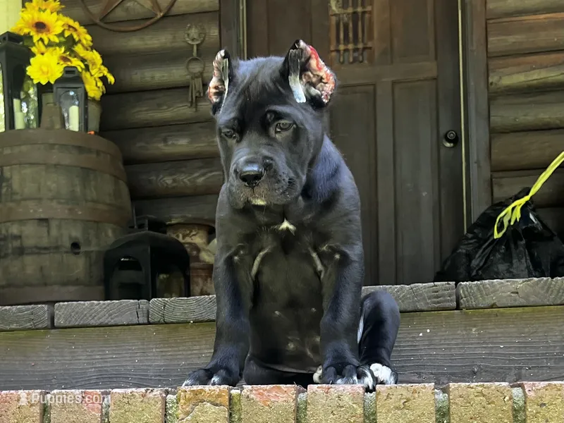 Dark pink – Cane Corso puppy for sale in New London, NC