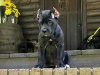 Dark pink, a female Cane Corso for sale in New London, NC – 1 of 10