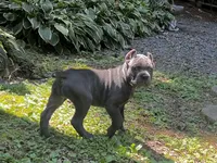 Aqua , a female Cane Corso for sale in New London, NC – 2 of 10