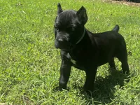 Teal, a female Cane Corso for sale in New London, NC – 4 of 9