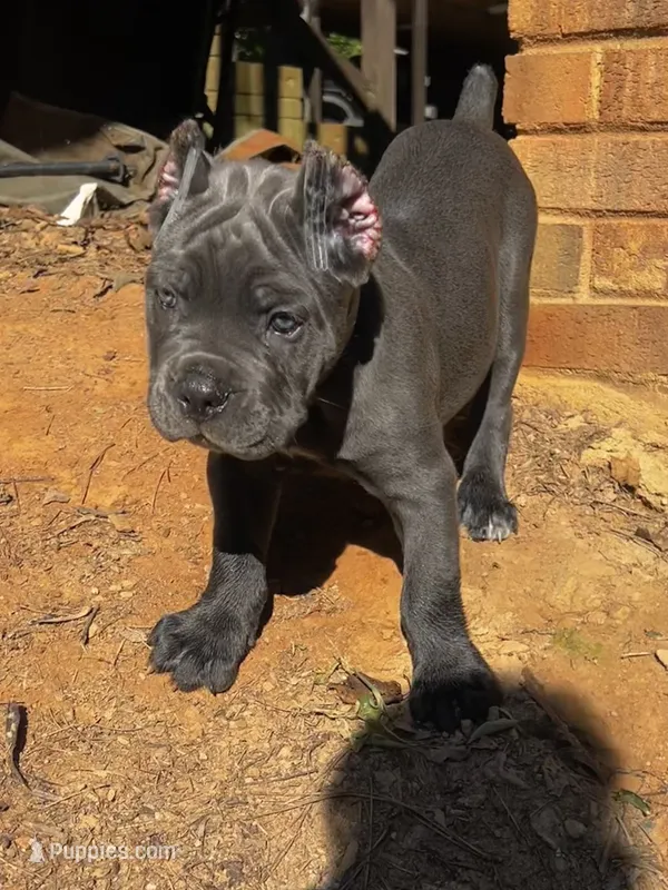 Aqua  – Cane Corso puppy for sale in New London, NC