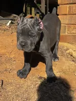 Aqua , a female Cane Corso for sale in New London, NC – 1 of 10