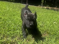 Purple, a female Cane Corso for sale in New London, NC – 5 of 8