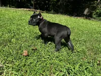Dark pink, a female Cane Corso for sale in New London, NC – 10 of 10
