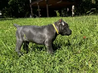 Yellow, a male Cane Corso for sale in New London, NC – 6 of 9
