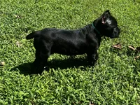 Teal, a female Cane Corso for sale in New London, NC – 2 of 9