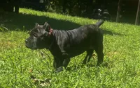 Purple, a female Cane Corso for sale in New London, NC – 8 of 8
