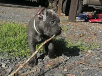 Aqua , a female Cane Corso for sale in New London, NC – 10 of 10