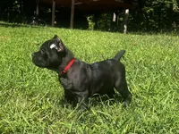 Red, a male Cane Corso for sale in New London, NC – 10 of 10