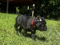 Red, a male Cane Corso for sale in New London, NC – 8 of 10