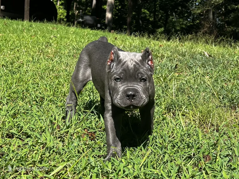 Yellow – Cane Corso puppy for sale in New London, NC