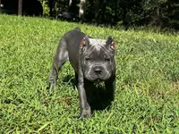 Yellow, a male Cane Corso for sale in New London, NC – 1 of 9