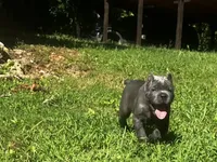 Yellow, a male Cane Corso for sale in New London, NC – 8 of 9