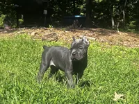 Light Pink, a female Cane Corso for sale in New London, NC – 5 of 9