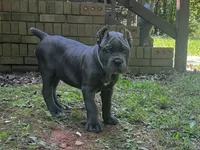 Aqua , a female Cane Corso for sale in New London, NC – 9 of 10