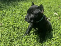 Teal, a female Cane Corso for sale in New London, NC – 7 of 9