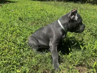 Aqua , a female Cane Corso for sale in New London, NC – 7 of 10
