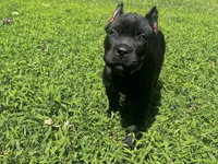 Teal, a female Cane Corso for sale in New London, NC – 3 of 9