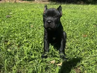 Teal, a female Cane Corso for sale in New London, NC – 6 of 9