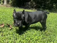 Teal, a female Cane Corso for sale in New London, NC – 8 of 9