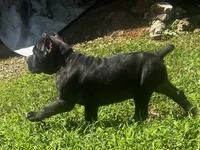 Purple, a female Cane Corso for sale in New London, NC – 3 of 8