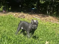 Light Pink, a female Cane Corso for sale in New London, NC – 4 of 9